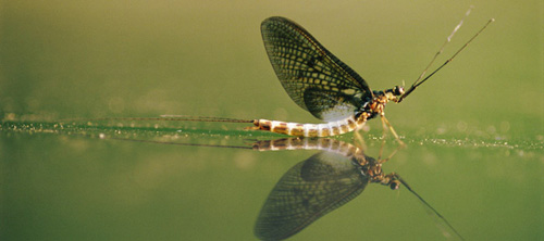 Eintagsfliege am Wasser